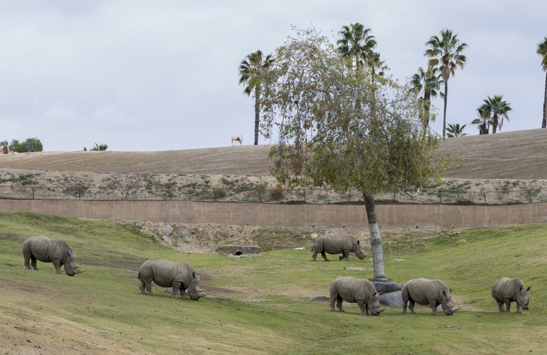 402-4098 Safari Park - Rhinos.jpg
